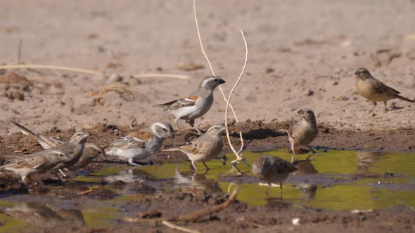 Group of African Finches at A Water Puddle