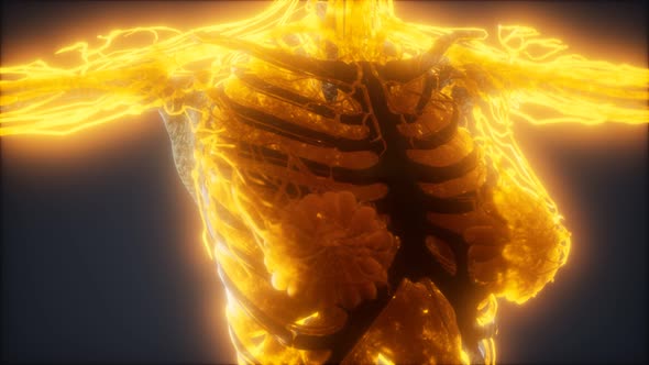 Colorful Human Body Animation Showing Bones and Organs