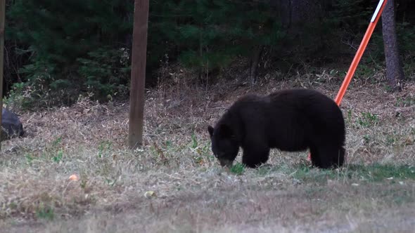 American black bear at Yosemite National Park, California, USA