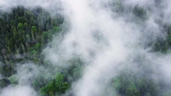 Clouds Above Mountain Forest Flying Through the Magical Spring Forest at Rainy Weather Aerial View