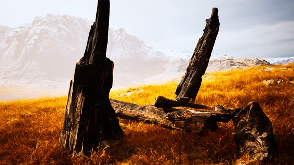 Burnt Tree Logs After Forest Fire