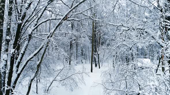 Snowy Branches in Forest. Winter Fairy Background