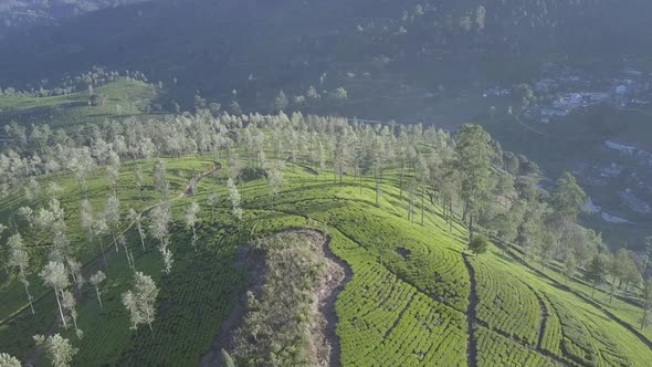 Endless Tropical Highland with Fresh Green Plantations