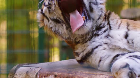 Bengal Tiger Yawns Lying on Logs