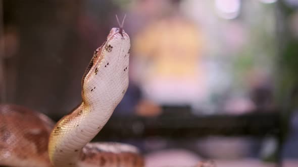 a Python in a Zoo Looks Up and Pulls Out Its Tongue Close Up