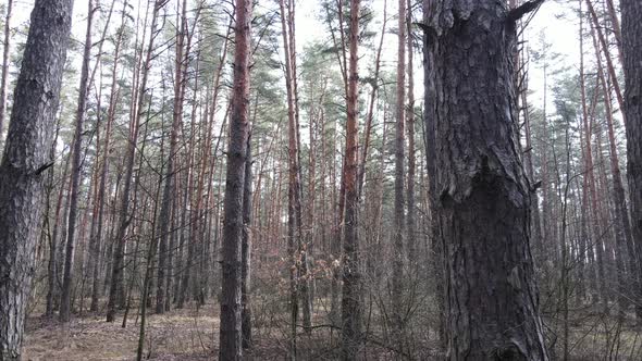 Forest Landscape Aerial View Slow Motion