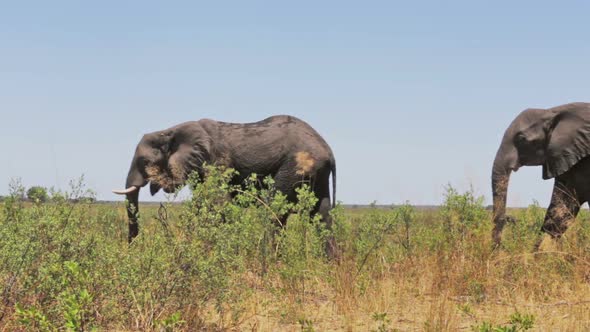 African elephants in bush