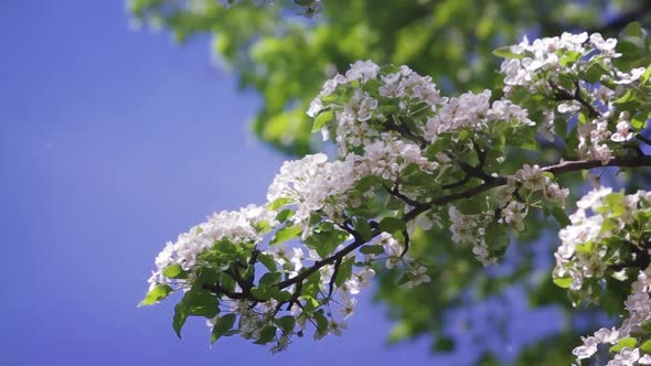 Spring Garden in Blossom