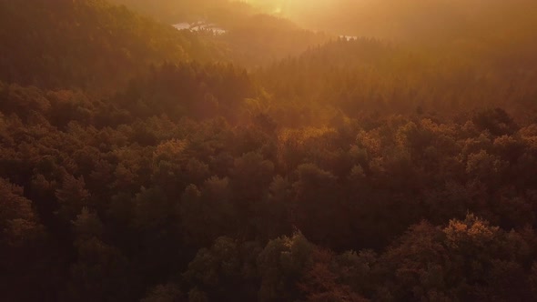 Aerial view of thick forest full of trees illuminated by intense sunset light, tilt down