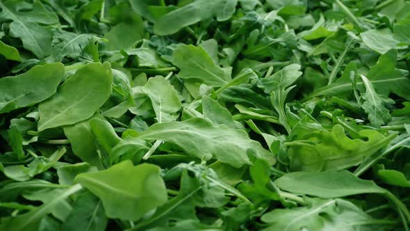 Green Leafy Rocket Salad