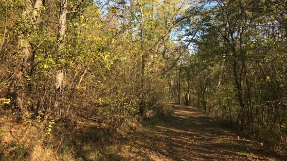 Hidden path through the forest 3840X2160 UltraHD footage - Sunny day of autumn in nature 2160p 30fps