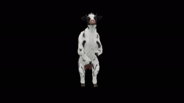 Cow Dance 4K