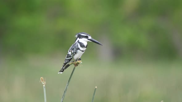 Pied Kingfisher on Reed