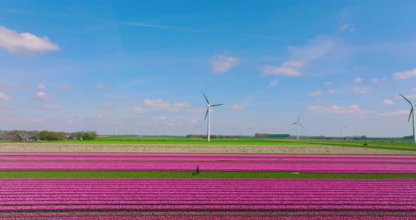 Row of Pink tulips and a wind turbine in Flevoland The Netherlands, Aerial view.