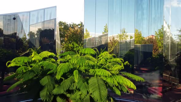 the Glass Walls of the Modern Park Inside Which There is a Green Tree