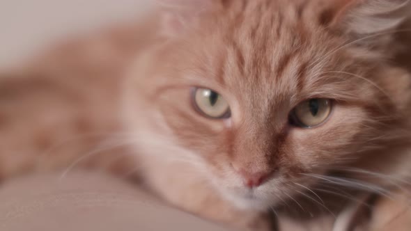 Close Up Portrait of Cute Ginger Cat Staring in Camera