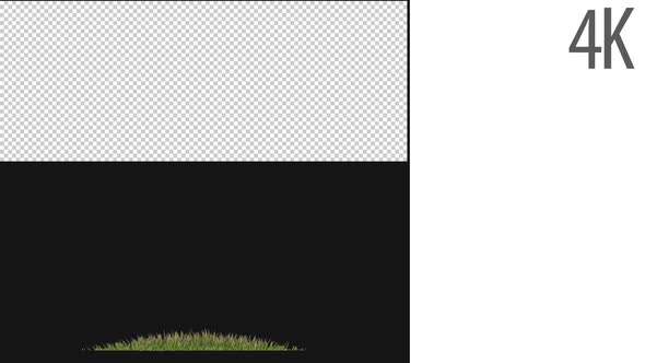 Hairy Grass Growing On Alpha alt