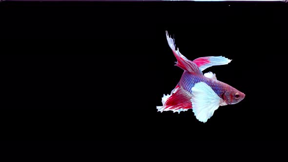 Siamese fighting fish (Betta splendens)