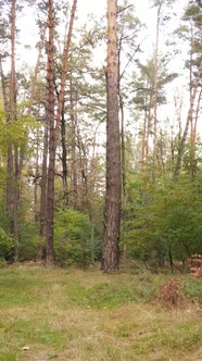 Vertical Video Forest with Trees in the Fall