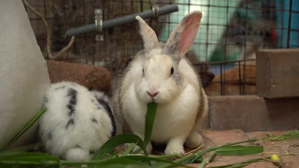 Group of the furry and fluffy cute small rabbit is eating green leaves with deliciousness In a rabbi