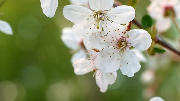 White blooming buds on a tree in early spring in the garden.