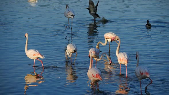 Greater Flamingos, Phoenicopterus roseus,Pont De Gau,Camargue, France