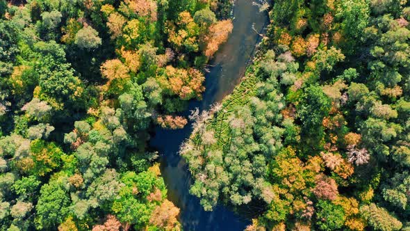 Top down view of winding river and forest, Poland