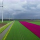 Wind turbines in bulb fields, Zeewolde, Netherlands - VideoHive Item for Sale