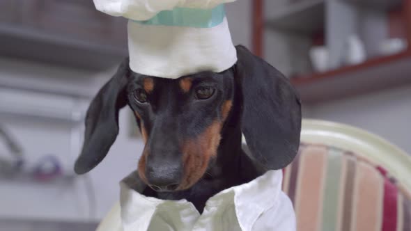 Dachshund Dog in a Chef's Hat and Chef Uniform Looks at the Camera