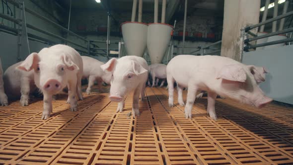 Agricultural Premises with Piglets Crowding in It