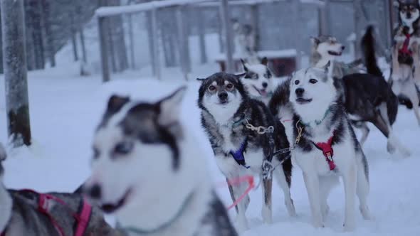 A Group Of Siberian Huskies Tied To One Another, Running On A Field Full Of Snow In Lapland Finland 