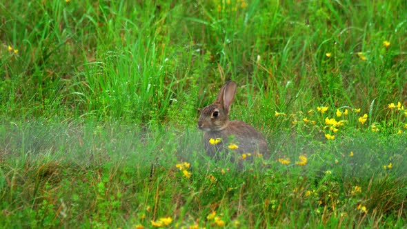 Hare in Green Grass, a Rain Shower