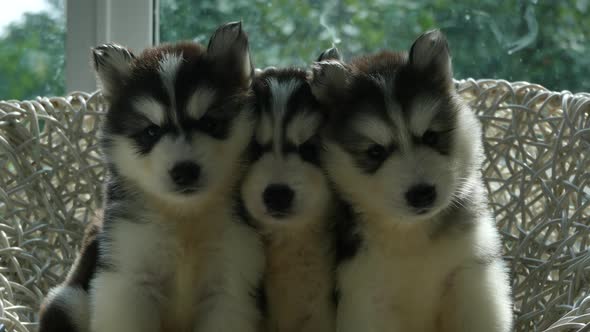 Group Of Siberian Husky Puppies On White Wicker Chair Under Sunlight 
