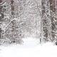 Winter Forest - VideoHive Item for Sale