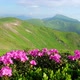 Pink Rhododendron Flowers in Mountains - VideoHive Item for Sale