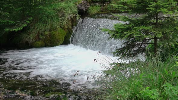 Forest River with Waterfall