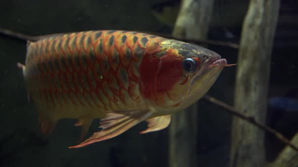 Asian Arowana swiming  and slowly turning around at aquarium