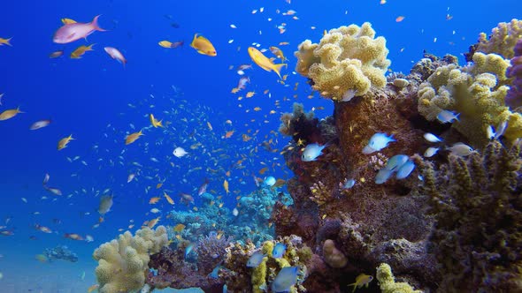 Tropical Sea Seascape