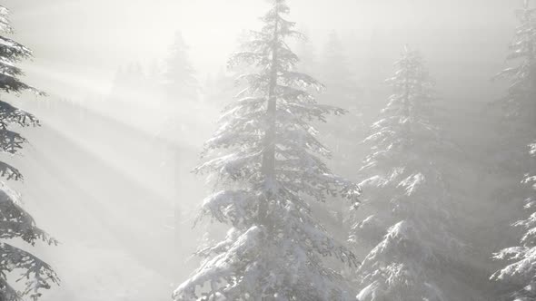 Misty Fog in Pine Forest on Mountain Slopes