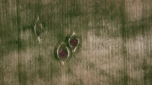 Aerial View on Green Wheat Field with Power Pylons in Countryside