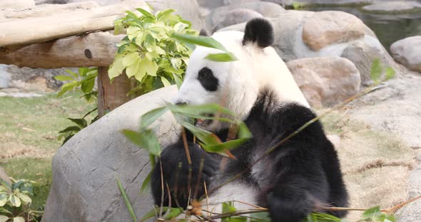 Panda eating bamboo