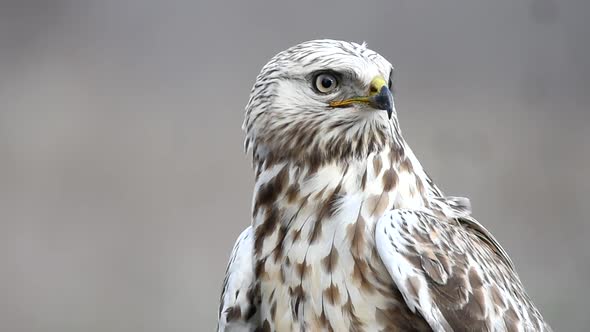 Rough-legged Buzzard. Buteo lagopus. In natural habitat. Close-up portrait. Male