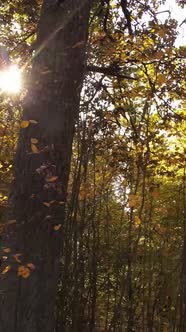 Vertical Video Trees in the Autumn Forest in the Afternoon