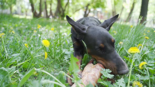 Doberman Lies on the Grass and Gnaws Pork Leg.