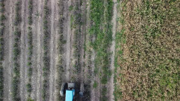 Aerial Drone View of a Tractor Harvesting Flowers in a Lavender Field