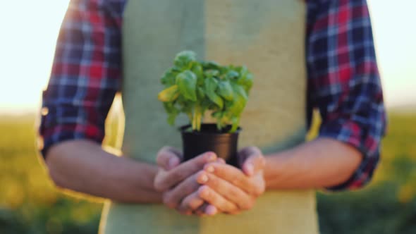 Hands of a Young Farmer Holding a Pot of Green Basil