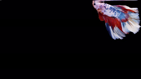 Siamese fighting fish (Betta splendens) alt