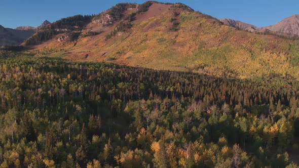 Aerial view of Fall color over forest