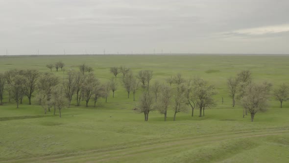 Flying Over an Agricultural Field in Spring