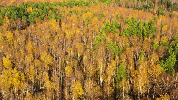 Deciduous Forest, Top View. Crowns of Trees with Yellow Foliage. Flight Over the Autumn Forest.